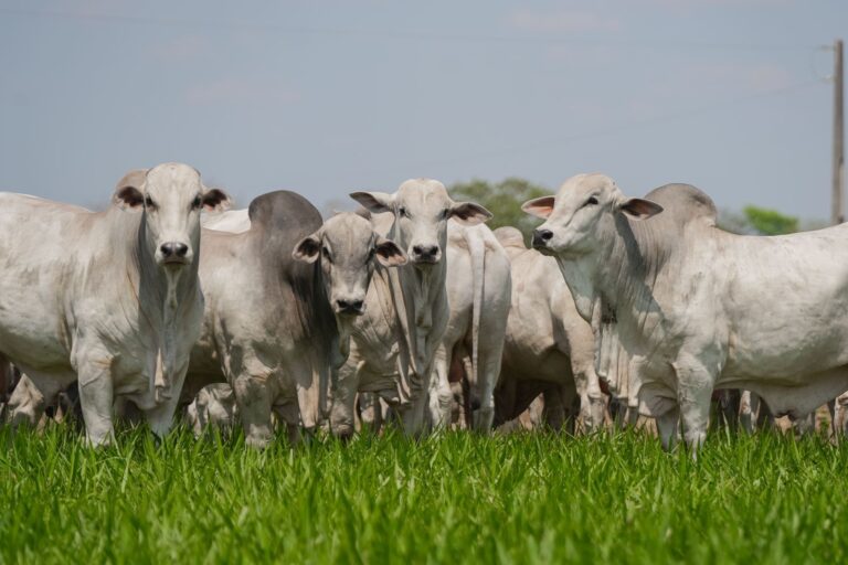 Acompanhamento de abates impulsiona padronização das carcaças e valoriza o rebanho tocantinense acompanhamento-de-abates-impulsiona-padronizacao-das-carcacas-e-valoriza-o-rebanho-tocantinense