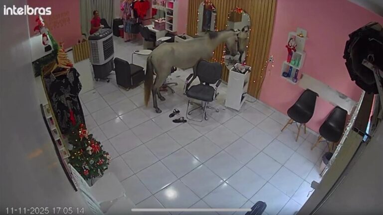 Cavalo entra em salão para se “admirar” no espelho; veja vídeo cavalo-entra-em-salao-para-se-“admirar”-no-espelho;-veja-video
