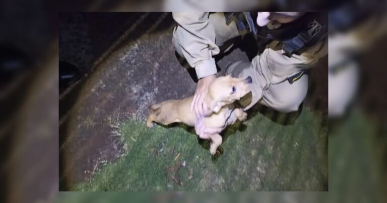 filhote-abandonado-sem-agua-e-comida-e-resgatado-pela-pm-no-parana