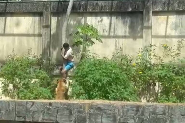 jovem-morto-ao-invadir-jaula-de-leoa-expoe-falhas-do-cuidado-da-esquizofrenia,-diz-psiquiatra