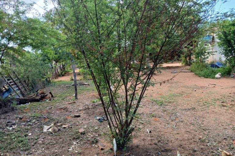 indigenas-tuxas-percorrem-27-km-para-ter-acesso-a-jurema-sagrada,-escassa-com-mudancas-climaticas