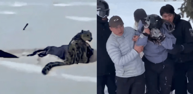 Mulher é atacada por leopardo-das-neves ao tentar fotografá-lo na China mulher-e-atacada-por-leopardo-das-neves-ao-tentar-fotografa-lo-na-china