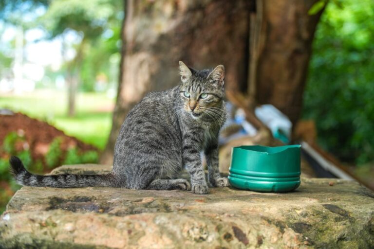 araguaina-reforca-combate-aos-maus-tratos-e-amplia-protecao-aos-animais