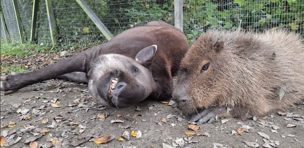 Capivara e anta brasileira, amigas, são sacrificadas em zoo na Inglaterra capivara-e-anta-brasileira,-amigas,-sao-sacrificadas-em-zoo-na-inglaterra