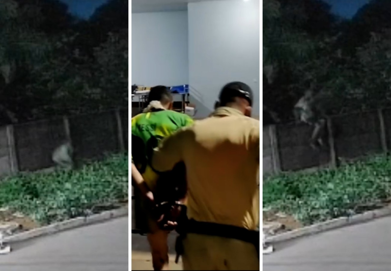 Invasão e marcas de mordida: o que se sabe sobre pitbull que morreu ao tentar defender tutor invasao-e-marcas-de-mordida:-o-que-se-sabe-sobre-pitbull-que-morreu-ao-tentar-defender-tutor
