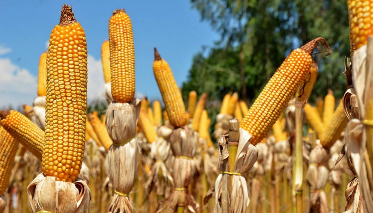 Soja, milho, sorgo e feijão puxam crescimento da produção agrícola no Tocantins em 2026 soja,-milho,-sorgo-e-feijao-puxam-crescimento-da-producao-agricola-no-tocantins-em-2026