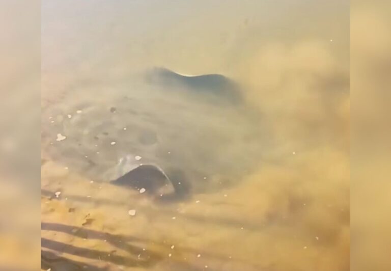 Arraia avistada na margem do Rio Araguaia chama atenção de banhistas pelo tamanho; VÍDEO arraia-avistada-na-margem-do-rio-araguaia-chama-atencao-de-banhistas-pelo-tamanho;-video