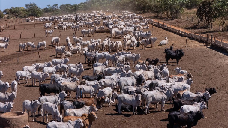 Qualidade genética do gado tocantinense surpreende um dos maiores confinamentos do Brasil qualidade-genetica-do-gado-tocantinense-surpreende-um-dos-maiores-confinamentos-do-brasil