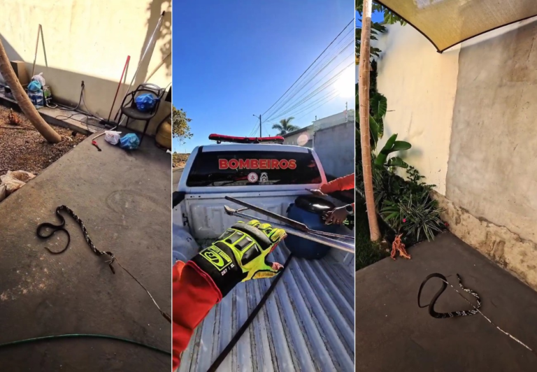 Cobra caninana invade casa em Gurupi e tenta atacar bombeiros durante resgate; VÍDEO cobra-caninana-invade-casa-em-gurupi-e-tenta-atacar-bombeiros-durante-resgate;-video
