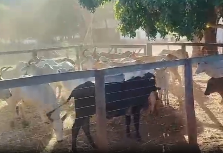 rebanho-de-gado-furtado-de-chacara-no-tocantins-e-recuperado-pela-policia