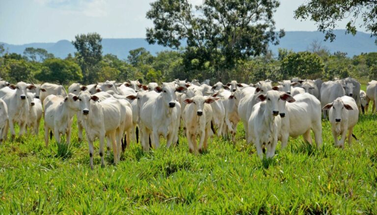 adapec-abre-recadastramento-de-rebanhos-na-ilha-do-bananal