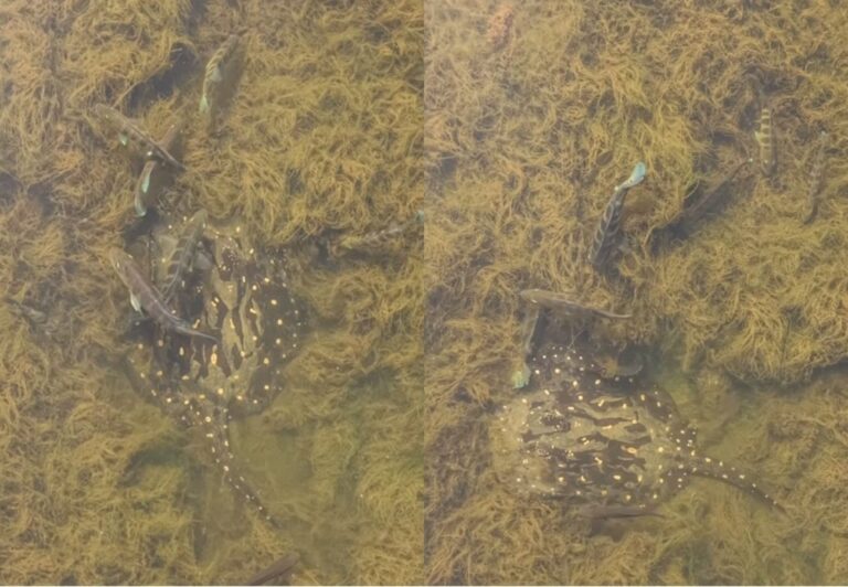 pescadores-registram-arraia-nadando-com-tucunares-em-aguas-cristalinas-no-rio-tocantins;-video