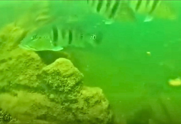 mergulhador-mostra-vida,-peixes-e-paisagens-escondidas-no-fundo-do-lago-de-palmas;-video