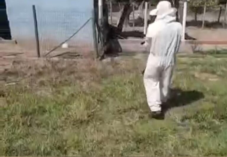 enxame-de-abelhas-ataca-animais-e-trabalhadores-no-interior-do-to;-video