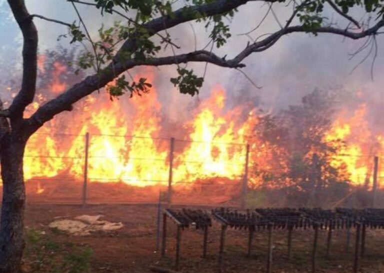Tocantins suspende queimas controladas até 31 de outubro devido ao risco de incêndios tocantins-suspende-queimas-controladas-ate-31-de-outubro-devido-ao-risco-de-incendios