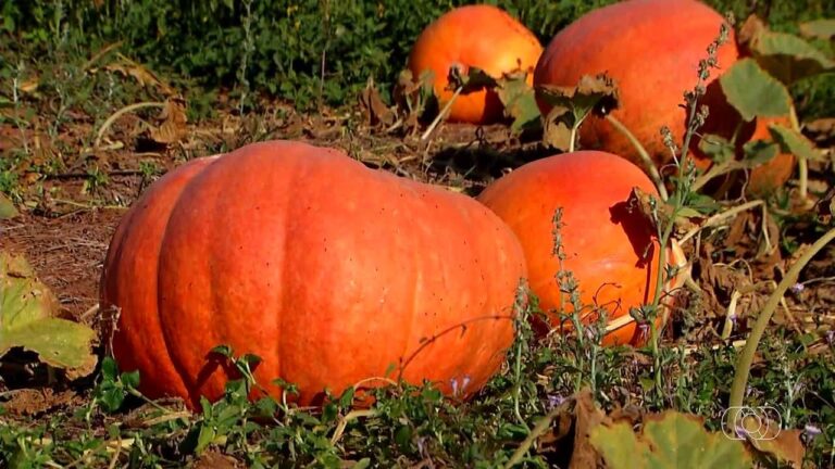 videos:-jornal-do-campo-–-to-de-domingo,-16-de-agosto-de-2026