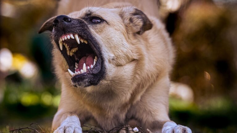 CRMV-TO reforça cuidados após caso de raiva animal em Palmas crmv-to-reforca-cuidados-apos-caso-de-raiva-animal-em-palmas