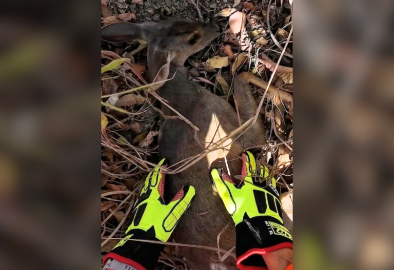 filhote-de-veado-mateiro-‘chora’-durante-resgate,-mas-nao-resiste-e-morre;-video